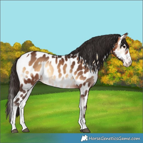 Horse Color:Bay Onyx Splash Tobiano Leopard Rabicano 