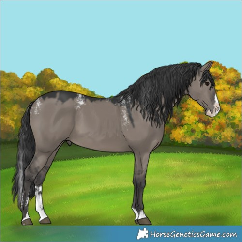 Horse Color:Powder White Grullo Splash Rabicano 