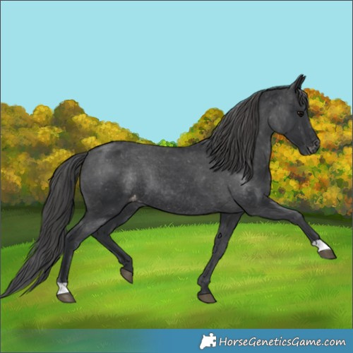 Horse Color:Black Varnish Rabicano 