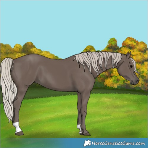 Horse Color:Silver Black 