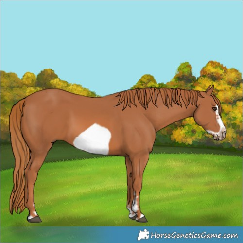 Horse Color:Chestnut Splash Frame