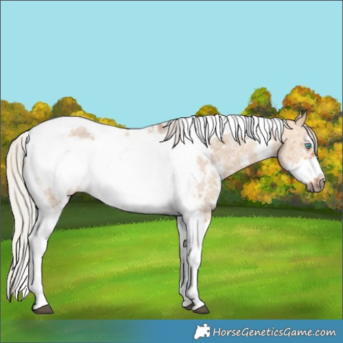 Horse Color:Silver Bay Dun Sabino Tobiano Frame Rabicano