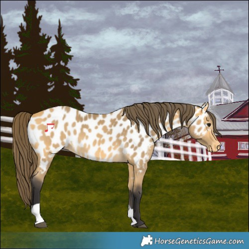 Horse Color:Buckskin Appaloosa 
