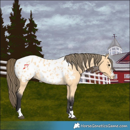 Horse Color:Buckskin Appaloosa 
