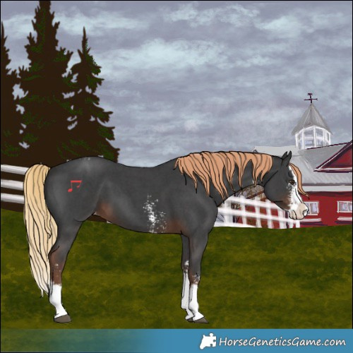 Horse Color:Liver Chestnut Sabino Splash Varnish