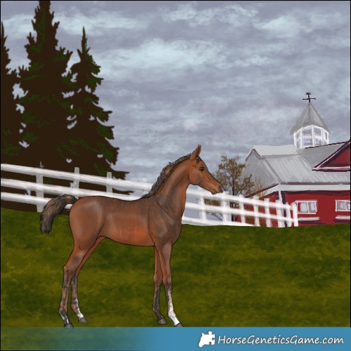 Horse Color:Chestnut  and Bay Sabino Rabicano 