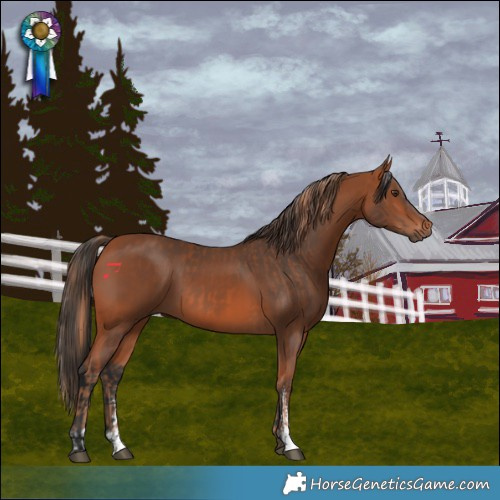 Horse Color:Chestnut  and Bay Sabino Rabicano 