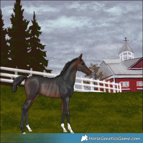 Horse Color:Bay Rabicano 
