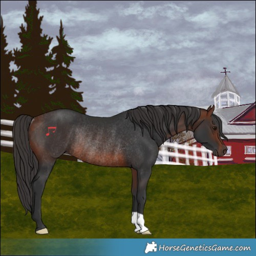 Horse Color:Bay Rabicano 