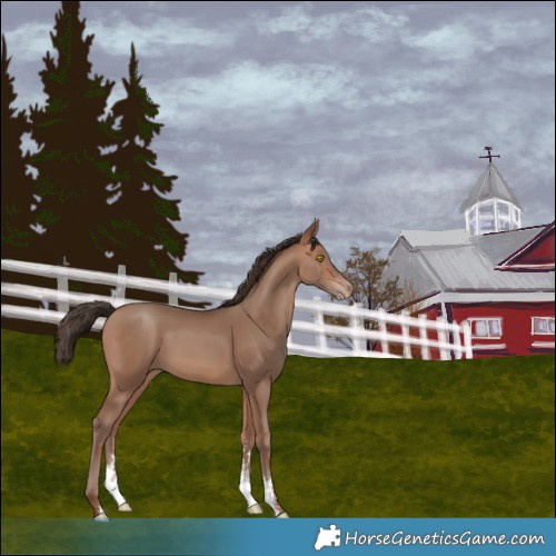 Horse Color:Sable Champagne Sabino and Sable Champagne Sabino