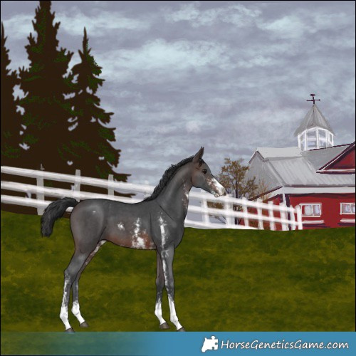 Horse Color:Brown Sabino Appaloosa 