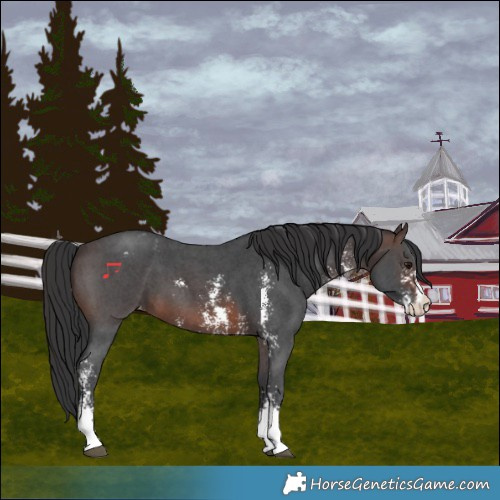Horse Color:Brown Sabino Blanket