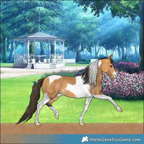 Horse Color:Buckskin Tobiano