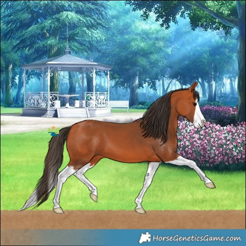 Horse Color:Bay Splash