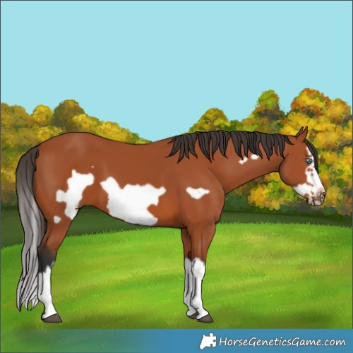Horse Color:Bay Splash Frame 