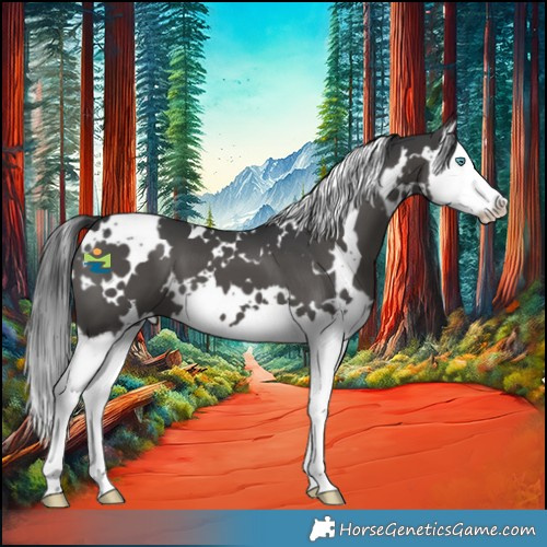 Horse Color:White Spotted Black Splash