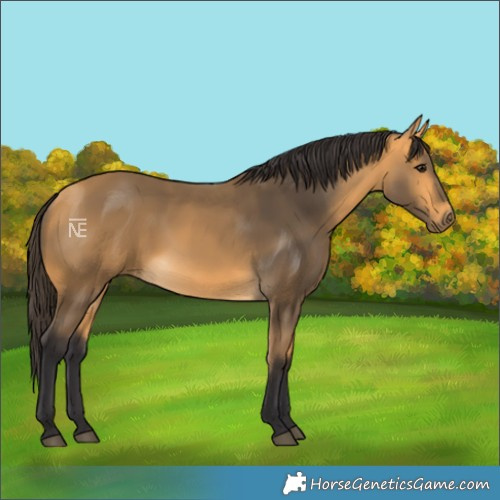 Horse Color:Buckskin 