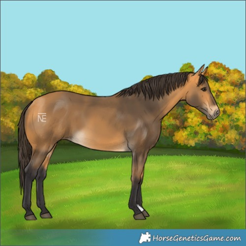 Horse Color:Buckskin