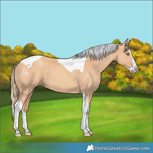 Horse Color:Gold Champagne Splash Tobiano 