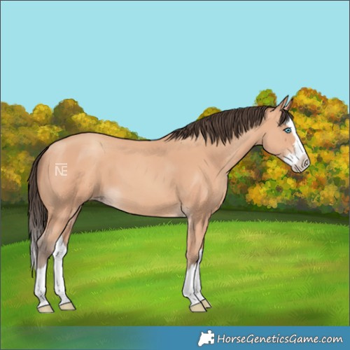 Horse Color:Amber Champagne Splash 