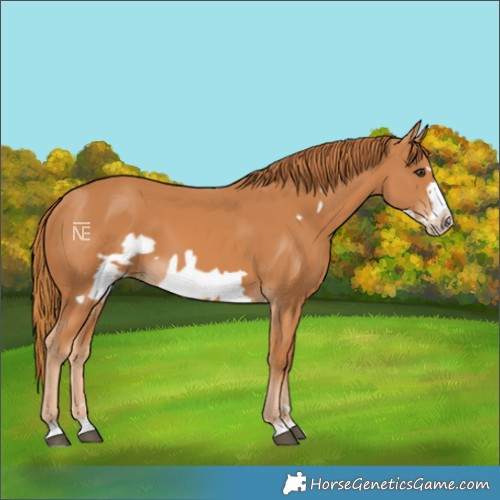 Horse Color:Chestnut Frame