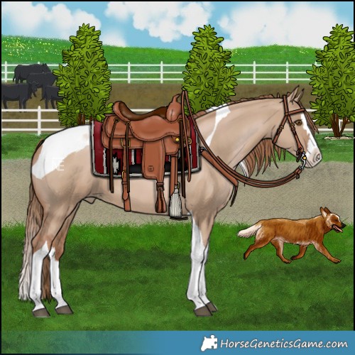 Horse Color:Grullo Pearl Splash Tobiano 