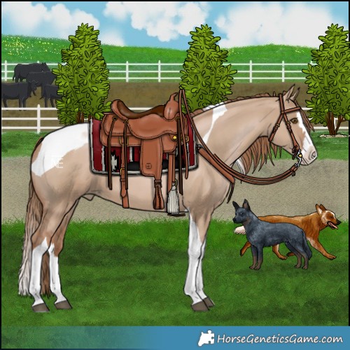 Horse Color:Grullo Pearl Splash Tobiano