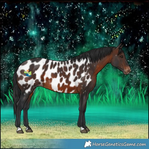 Horse Color:Brown Near Leopard