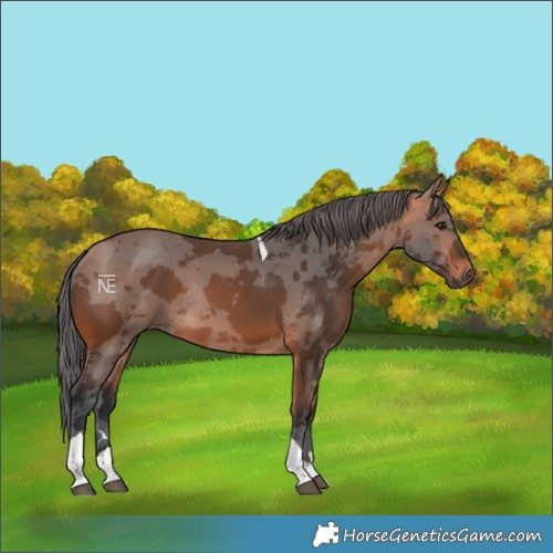 Horse Color:Bay Merle Tobiano Rabicano