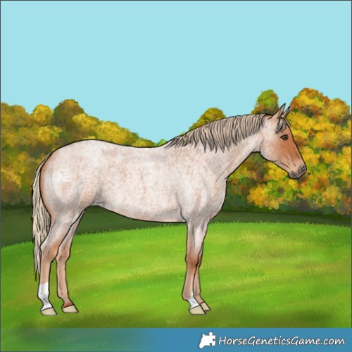 Horse Color:Red Roan