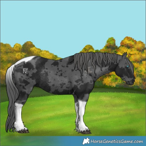 Horse Color:Gray Black Merle Tobiano Rabicano 