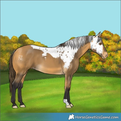 Horse Color:Buckskin Skewed LP Spotted 