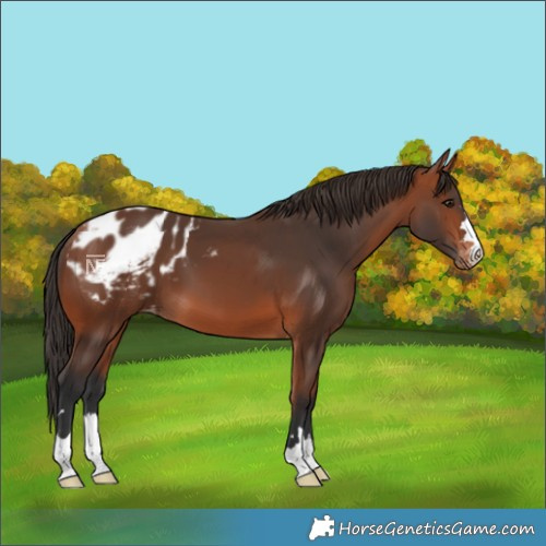 Horse Color:Bay Blanket 