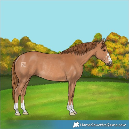 Horse Color:Chestnut Rabicano