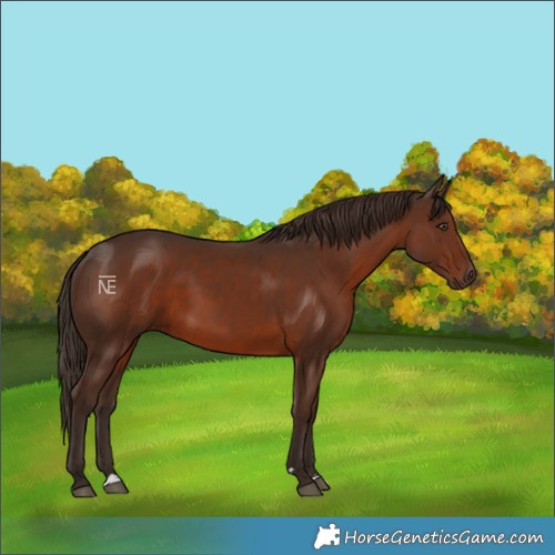 Horse Color:Liver Chestnut