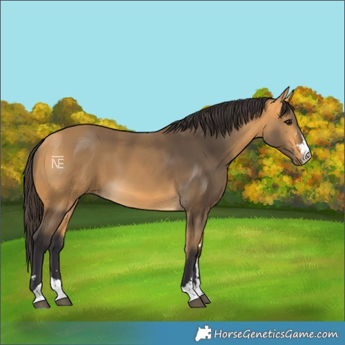 Horse Color:Buckskin 