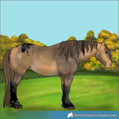 Horse Color:Void Buckskin Tobiano Blanket 