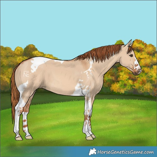 Horse Color:Red Dun Tobiano 