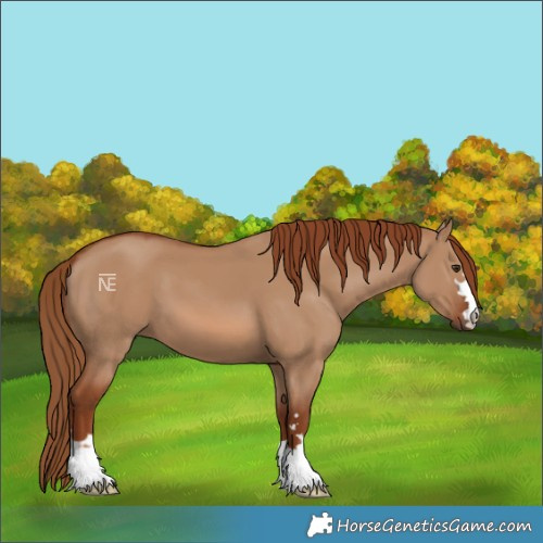 Horse Color:Red Dun