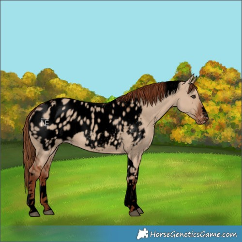 Horse Color:Void Red Dun Tobiano Blanket 