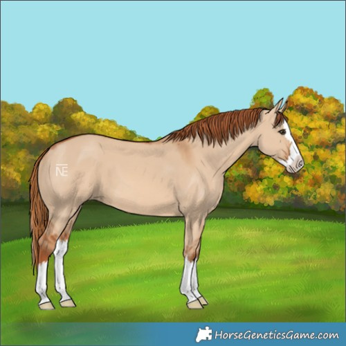 Horse Color:Red Dun Splash