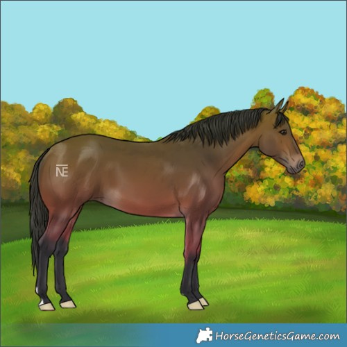 Horse Color:Bay 