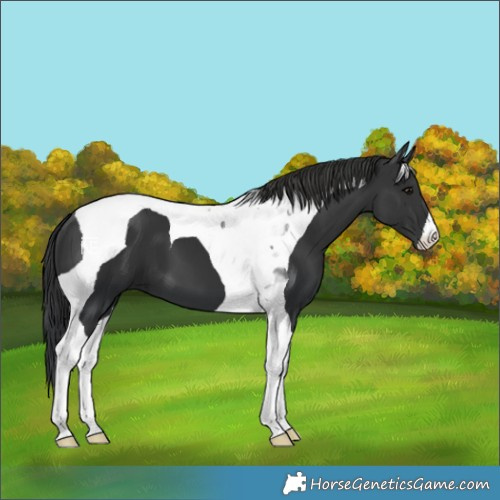Horse Color:Black Tobiano 