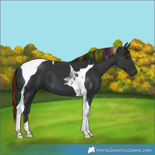 Horse Color:Painted Black Tobiano 