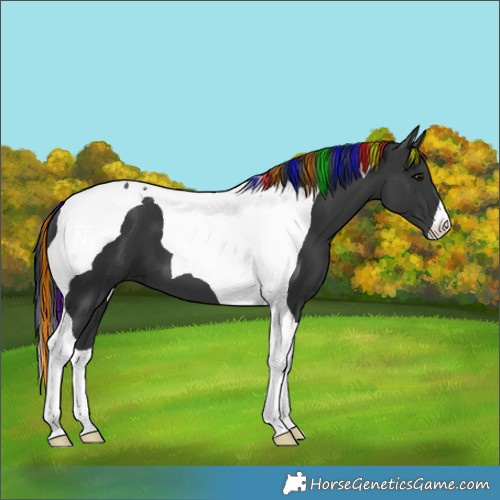 Horse Color:Painted Black Tobiano 