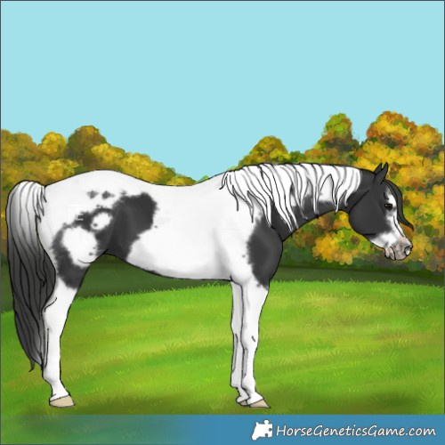 Horse Color:Black Tobiano Frame 