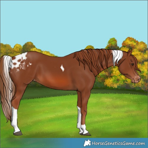 Horse Color:Chestnut Tobiano Skewed LP Spotted