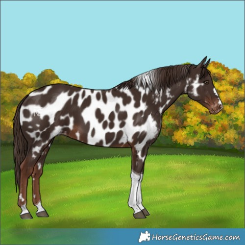 Horse Color:Liver Chestnut Tobiano Near Leopard 