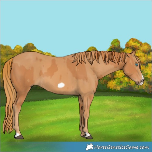 Horse Color:Chestnut Frame and Chestnut Frame