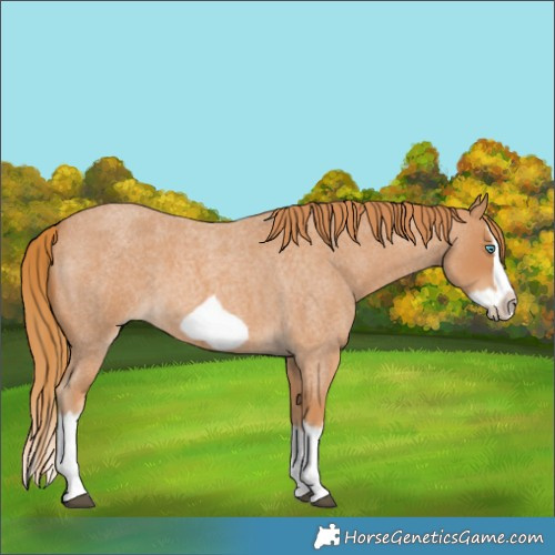 Horse Color:Red Roan Splash Frame